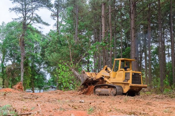 Trees Clearing in Texarkana