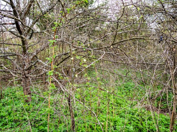 Underbrush Clearing in Texarkana