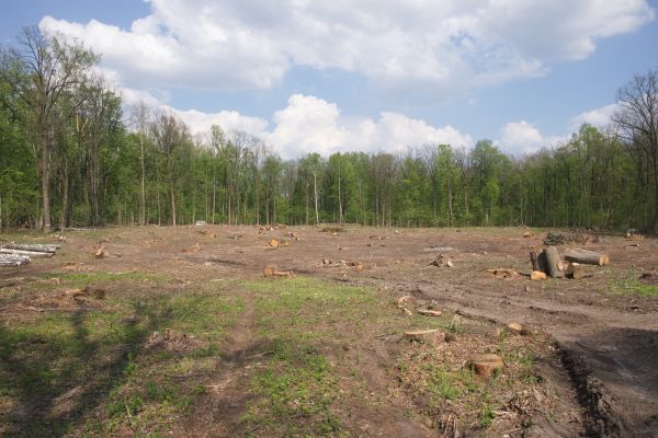 Cost of Pasture Clearing in Texarkana