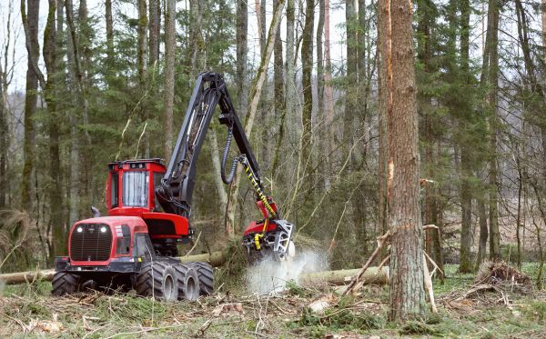 Cost of Forest Clearance Service in Texarkana