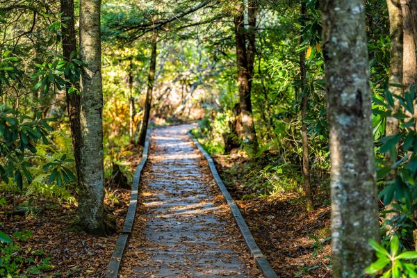 Cost of Trail Clearing in Texarkana